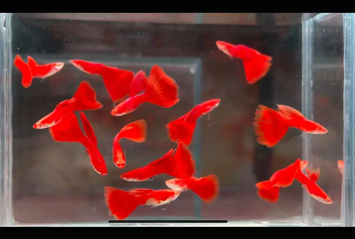 Chăm Sóc Ấu Trùng