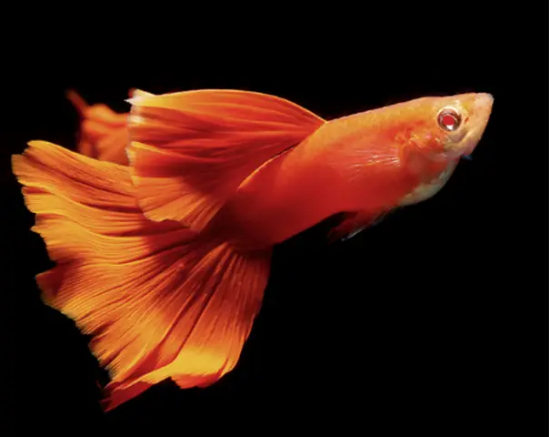 Cá Bảy Màu Đỏ – Sứ Giả Của May Mắn Và Hạnh Phúc Cá Bảy Màu Đỏ – Sứ Giả Của May Mắn Và Hạnh Phúc