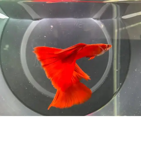 Thức Ăn Tự Nhiên Thức Ăn Tự Nhiên