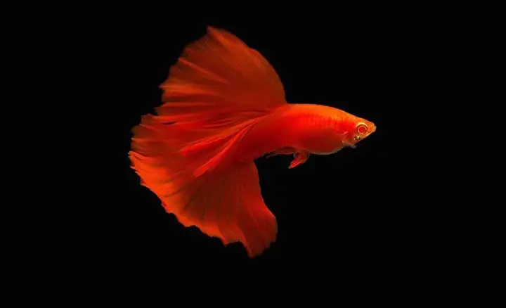 Tuổi Thọ Tuổi Thọ