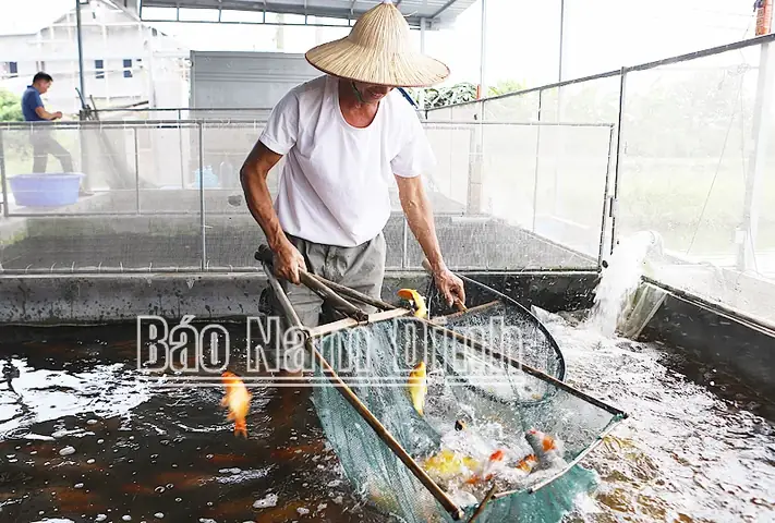 Cả Làng Ở Nam Định Khá Giả Hẳn Lên Nhờ Nuôi Một Con Vật Làm Cảnh ... Cả Làng Ở Nam Định Khá Giả Hẳn Lên Nhờ Nuôi Một Con Vật Làm Cảnh ...