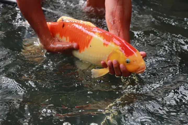 Làng Cá Cảnh Nam Định: Hành Trình Gìn Giữ Văn Hóa Thủy Cư ... Làng Cá Cảnh Nam Định: Hành Trình Gìn Giữ Văn Hóa Thủy Cư ...