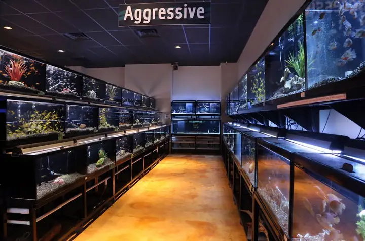 Cửa Hàng Cá Cảnh Hải Đăng 2
