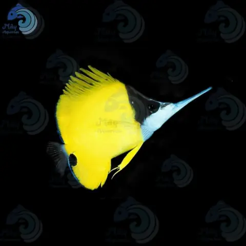 Các Loại Cá Cảnh Nước Mặn – Mayaqua Các Loại Cá Cảnh Nước Mặn – Mayaqua