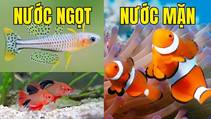 Cá Cảnh Nước Ngọt Và Cá Cảnh Nước Mặn Có Gì Khác Nhau, Nên Nuôi ...
