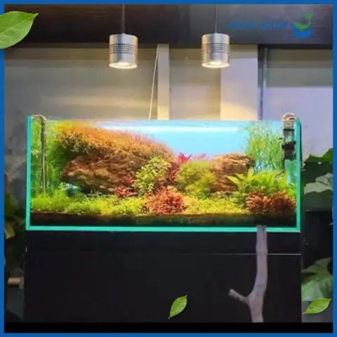 Khám Phá Tiệm Cá Cảnh Quận 7 Uy Tín Đa Dạng Nhất - Aquatech