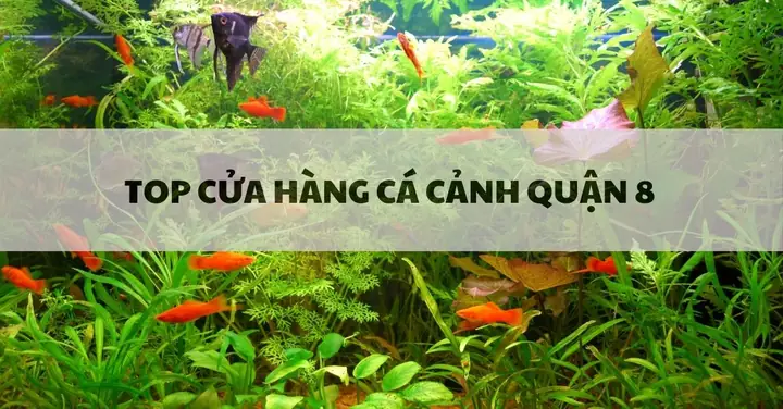 Top 20 Cửa Hàng Cá Cảnh Quận 8 Hồ Chí Minh Uy Tín Nhất