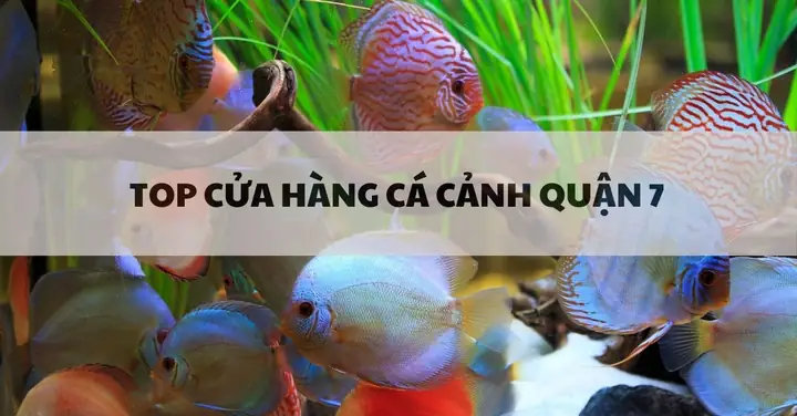 Top 20 Cửa Hàng Cá Cảnh Quận 7 Uy Tín Giá Tốt