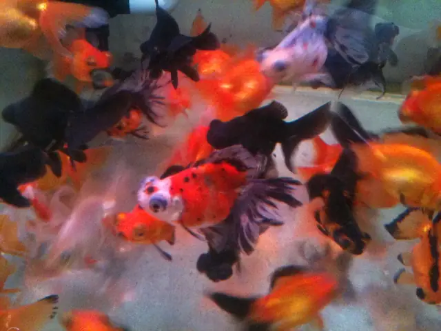 Cá Cảnh Sống Khỏe Cá Cảnh Sống Khỏe