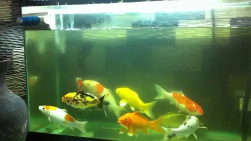 Cá Cảnh Sống Khỏe Cá Cảnh Sống Khỏe