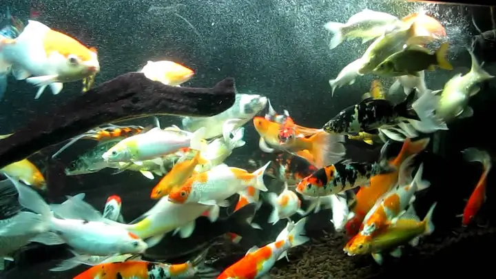 Cá Cảnh Sống Khỏe Cá Cảnh Sống Khỏe