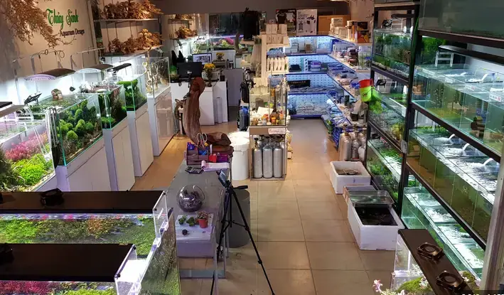 Cẩm Nang Chi Tiết Về Cá Cảnh Tam Kỳ: Chọn, Nuôi Và Chăm Sóc ... Cẩm Nang Chi Tiết Về Cá Cảnh Tam Kỳ: Chọn, Nuôi Và Chăm Sóc ...