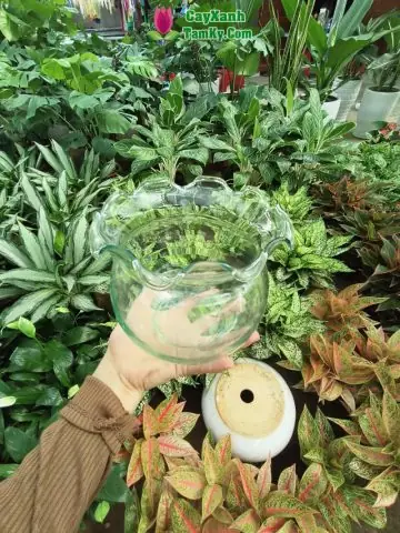 Khám Phá Thế Giới **cá Cảnh Tam Kỳ** Đầy Sắc Màu - Aquatech Khám Phá Thế Giới **cá Cảnh Tam Kỳ** Đầy Sắc Màu - Aquatech