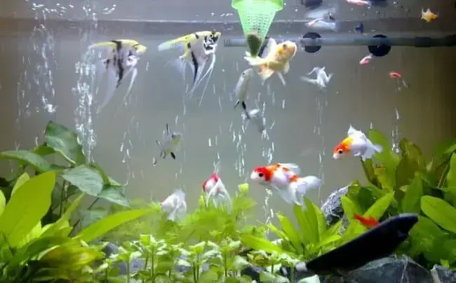 Top 5 Cửa Hàng Cá Kiểng Thủ Đức Uy Tín, Chất Lượng Nhất Hiện ... Top 5 Cửa Hàng Cá Kiểng Thủ Đức Uy Tín, Chất Lượng Nhất Hiện ...