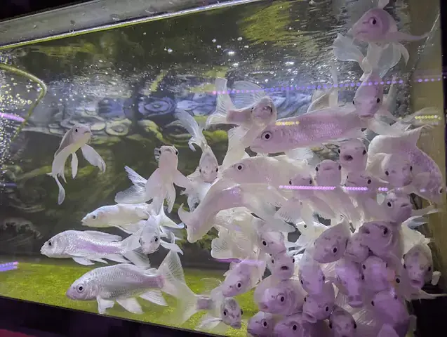 Top 8 Tiệm Cá Cảnh Thủ Đức Uy Tín, Đa Dạng Chủng Loại Nhất ... Top 8 Tiệm Cá Cảnh Thủ Đức Uy Tín, Đa Dạng Chủng Loại Nhất ...