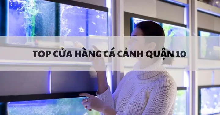 Top Cửa Hàng Cá Cảnh Quận 10 Hồ Chí Minh Uy Tín, Giá Tốt ...