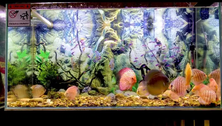 Cửa Hàng Cá Cảnh Luôn Cập Nhật Những Xu Hướng Mới Nhất Về Cá Cảnh Tại Vĩnh Long Cửa Hàng Cá Cảnh Luôn Cập Nhật Những Xu Hướng Mới Nhất Về Cá Cảnh Tại Vĩnh Long