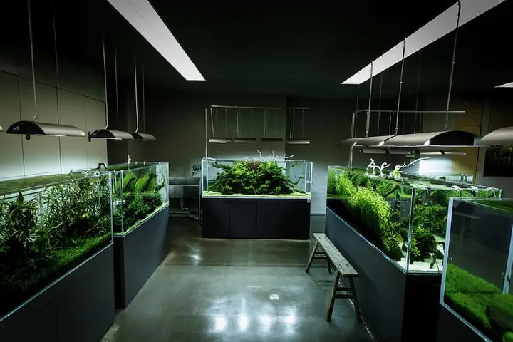 Những Cửa Hàng Cá Cảnh Có Không Gian Trưng Bày Đẹp Mắt Tại Vĩnh Long Những Cửa Hàng Cá Cảnh Có Không Gian Trưng Bày Đẹp Mắt Tại Vĩnh Long