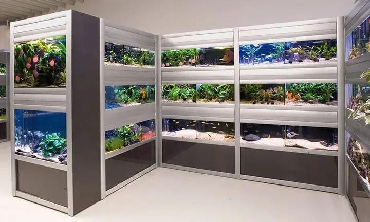 Cửa Hàng Cung Cấp Đa Dạng Các Loại Cá Cảnh Tại Vĩnh Long Cửa Hàng Cung Cấp Đa Dạng Các Loại Cá Cảnh Tại Vĩnh Long