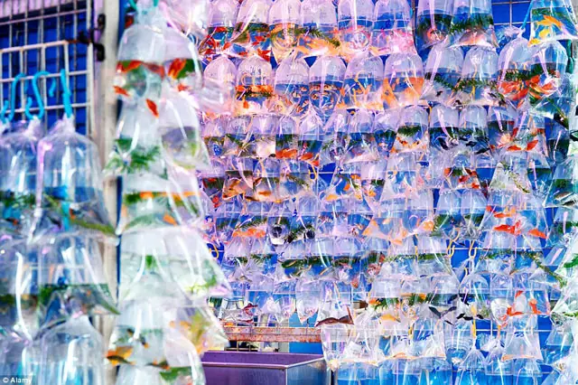 Top 5 Cửa Hàng Cá Cảnh Được Yêu Thích Nhất Tại Vĩnh Long Top 5 Cửa Hàng Cá Cảnh Được Yêu Thích Nhất Tại Vĩnh Long