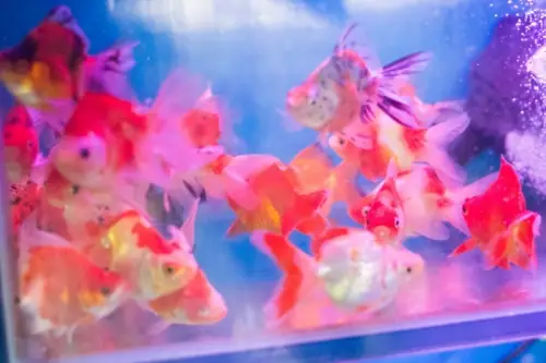 Top 5 Cửa Hàng Cá Cảnh Được Yêu Thích Nhất Tại Vĩnh Long Top 5 Cửa Hàng Cá Cảnh Được Yêu Thích Nhất Tại Vĩnh Long