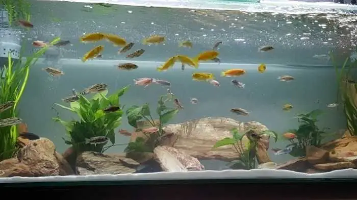 Cửa Hàng Cá Cảnh Luôn Cập Nhật Những Xu Hướng Mới Nhất Về Cá Cảnh Tại Vĩnh Long Cửa Hàng Cá Cảnh Luôn Cập Nhật Những Xu Hướng Mới Nhất Về Cá Cảnh Tại Vĩnh Long