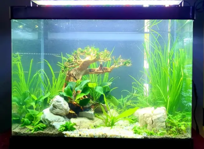 Cửa Hàng Cá Cảnh Luôn Cập Nhật Những Xu Hướng Mới Nhất Về Cá Cảnh Tại Vĩnh Long Cửa Hàng Cá Cảnh Luôn Cập Nhật Những Xu Hướng Mới Nhất Về Cá Cảnh Tại Vĩnh Long