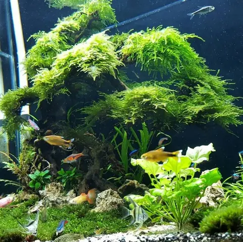 Cửa Hàng Cá Cảnh Luôn Cập Nhật Những Xu Hướng Mới Nhất Về Cá Cảnh Tại Vĩnh Long Cửa Hàng Cá Cảnh Luôn Cập Nhật Những Xu Hướng Mới Nhất Về Cá Cảnh Tại Vĩnh Long