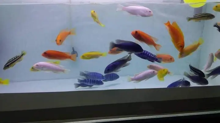 Những Địa Chỉ Mua Cá Cảnh Chất Lượng Cao Tại Vĩnh Long Những Địa Chỉ Mua Cá Cảnh Chất Lượng Cao Tại Vĩnh Long