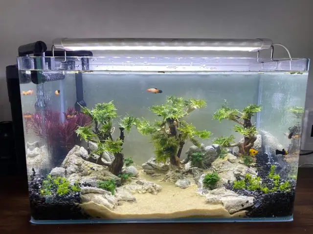 Top 5 Cửa Hàng Cá Cảnh Được Yêu Thích Nhất Tại Vĩnh Long Top 5 Cửa Hàng Cá Cảnh Được Yêu Thích Nhất Tại Vĩnh Long