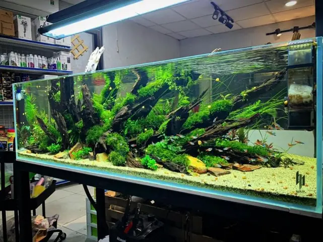 Top 5 Cửa Hàng Cá Cảnh Được Yêu Thích Nhất Tại Vĩnh Long Top 5 Cửa Hàng Cá Cảnh Được Yêu Thích Nhất Tại Vĩnh Long