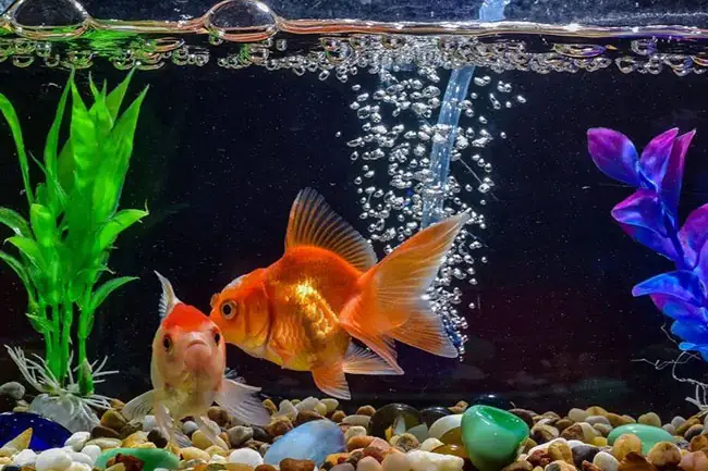 Chia Sẻ Kinh Nghiệm Mua Cá Cảnh Tại Cửa Hàng Tại Bà Rịa Vũng Tàu Chia Sẻ Kinh Nghiệm Mua Cá Cảnh Tại Cửa Hàng Tại Bà Rịa Vũng Tàu