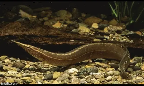 1001 Thắc Mắc: Chạch Ăn Gì Mà Sao Nhả Bọt Lắm Thế? | Báo Điện Tử ...