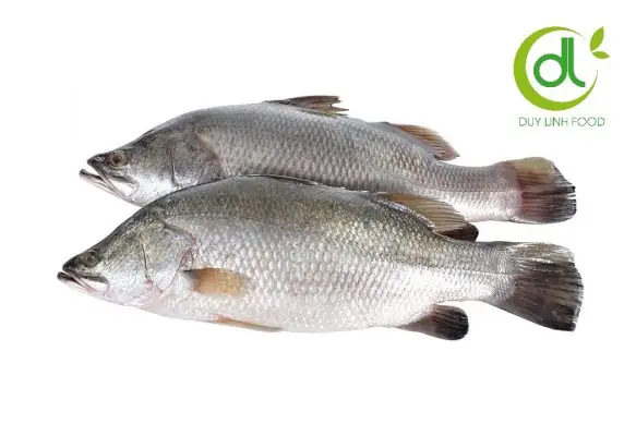 Cá Chẽm Tiếng Anh Là Gì