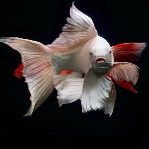 Các Loại Cá Cảnh Đẹp - Dễ Nuôi - Khỏe Giá Tốt