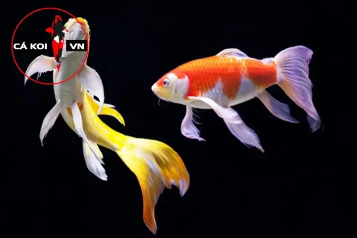 Phân Biệt Cá Koi Bướm Và Cá Chép Đuôi Phụng
