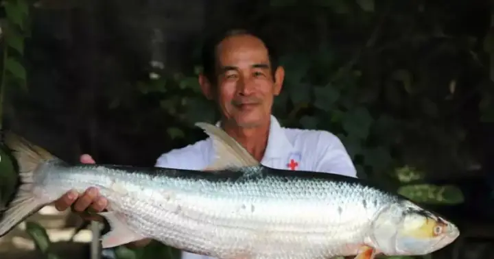 Cá Chép Hồi Khổng Lồ Xuất Hiện Lại Trên Sông Mekong Sau Gần 20 ...