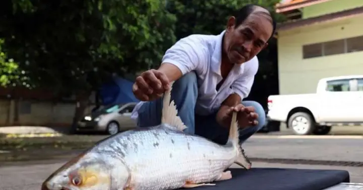Bất Ngờ Tìm Thấy Cá Chép Hồi Khổng Lồ Trên Sông Mekong Sau Hàng ...