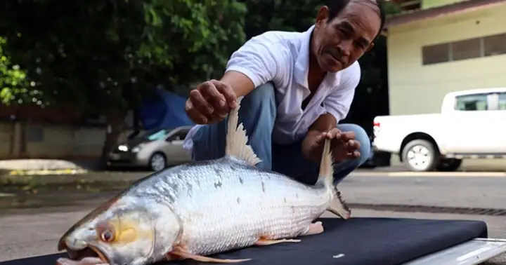 Phát Hiện Cá Chép Hồi Khổng Lồ Sông Mekong Sau 20 Năm Tưởng Đã ...