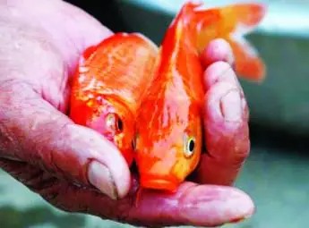 Ương Nuôi Cá Chép... Ông Táo – Tạp Chí Thủy Sản Việt Nam