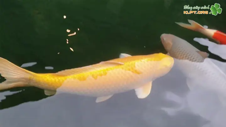 Làm Ao Nuôi Cá Chép Vàng Làm Ao Nuôi Cá Chép Vàng