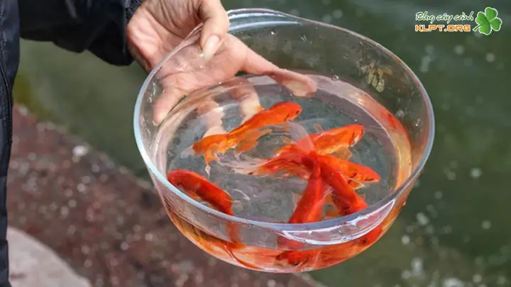 Thức Ăn Cho Cá Chép Vàng Thức Ăn Cho Cá Chép Vàng