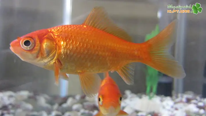 Chọn Giống Và Thả Giống