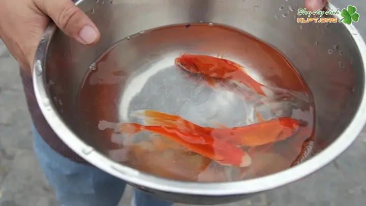 Thức Ăn Cho Cá Chép Vàng Thức Ăn Cho Cá Chép Vàng