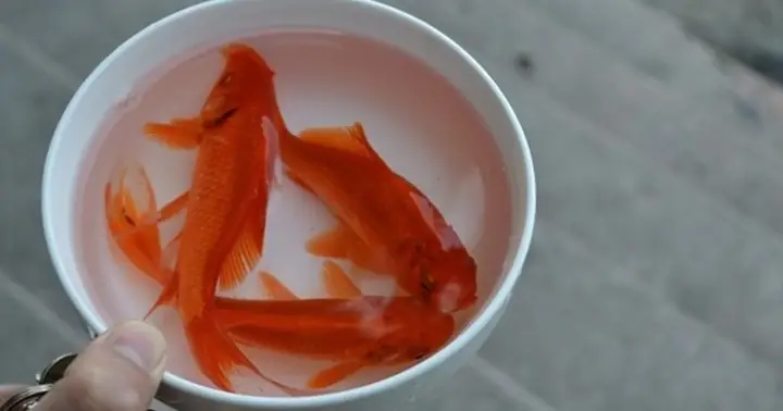 Cách Chọn Và Thời Gian Thả Cá Chép Cúng Ông Công Ông Táo Chuẩn ... Cách Chọn Và Thời Gian Thả Cá Chép Cúng Ông Công Ông Táo Chuẩn ...