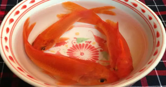 Vì Sao Cúng Ông Công Ông Táo Lại Chỉ Thả Cá Chép? - Khoahoc.tv Vì Sao Cúng Ông Công Ông Táo Lại Chỉ Thả Cá Chép? - Khoahoc.tv