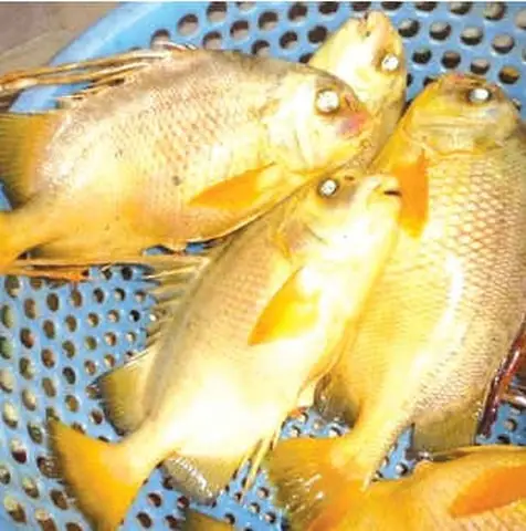 Cùng Bảo Vệ Đặc Sản Cá Chìa Vôi Trên Sông Nhà Bè