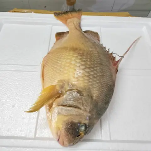 Cá Chìa Vôi Nhà Bè – 295.000₫ | Cách Chế Biến & Bảo Quản Đúng