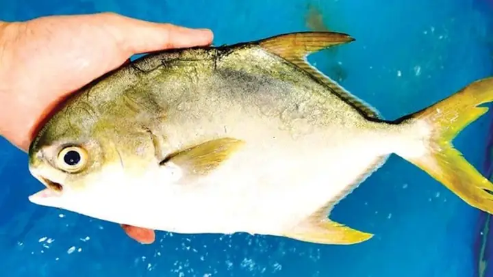 Mồi Câu Cá Chim Hiệu Quả – Bí Quyết Bài Mồi Giúp Cá Chim Ăn Mạnh Mồi Câu Cá Chim Hiệu Quả – Bí Quyết Bài Mồi Giúp Cá Chim Ăn Mạnh