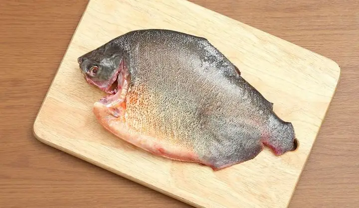 Cá Chim Nước Ngọt Ăn Có Tốt Không? Nấu Món Gì Ngon? Cá Chim Nước Ngọt Ăn Có Tốt Không? Nấu Món Gì Ngon?